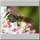 Halictus tumulorum - Furchenbiene 03 7mm.jpg